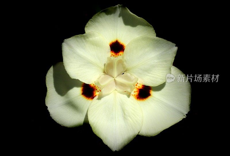 非洲虹膜;双周百合(dieetes bicolor)花